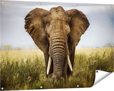 Gards Tuinposter Olifant in het Wild - Kleur - 120x80 cm - Tuindoek - Tuindecoratie - Wanddecoratie buiten - Tuinschilderij