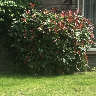 Photinia f. Red Robin - Set van 5 (1 meter haag) - Glansmispel - Pot 2 Liter 20-30cm - Wintergroen