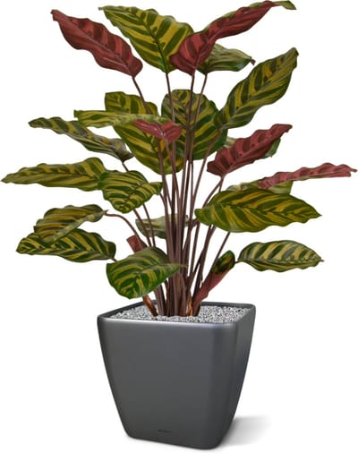Red Calathea Makoyana kunstplant 60cm