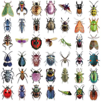 50 PIÈCES Autocollants de Divers Insectes Mignons et Coléoptères Autocollants Pédagogiques sur les Insectes Autocollants de Collection pour les Amoureux des Insectes gray
