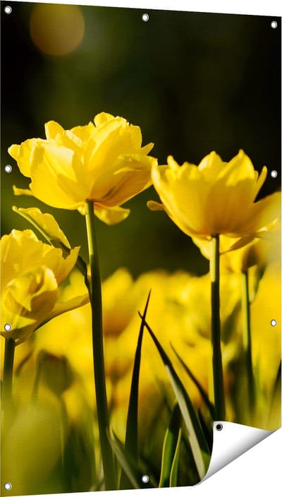 Gards Tuinposter Gele Tulpen - Bloemen - 80x120 cm - Tuindoek - Tuindecoratie - Wanddecoratie buiten - Tuinschilderij