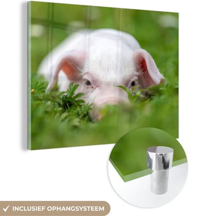 MuchoWow® Glasschilderij 40x30 cm - Schilderij acrylglas - Varken - Dieren - Big - Foto op glas - Schilderijen