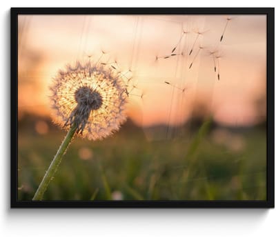 Poster in lijst - Fotolijst 80x60 cm - Posters - Paardenbloem - Zonsondergang - Veld - Posterlijst zwart - Decoratie - Wanddecoratie woonkamer - Muurdecoratie slaapkamer