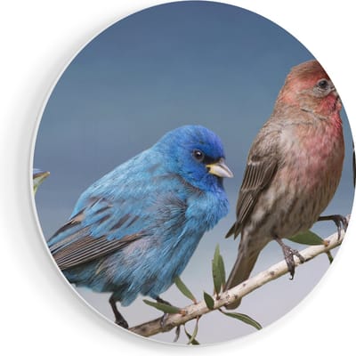 Artaza Forex Muurcirkel Kleurrijke Zangvogels Op Een Tak - Kleur - 40x40 cm - Klein - Wandcirkel - Rond Schilderij - Wanddecoratie Cirkel
