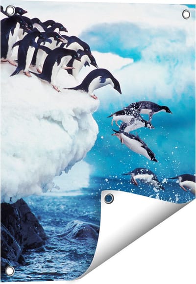 Gards Tuinposter Kudde Pingu�ns Springen vanaf een Rots - 40x50 cm - Tuindoek - Tuindecoratie - Wanddecoratie buiten - Tuinschilderij
