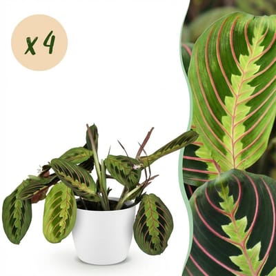 Green boutiQ - Kamerplant - Maranta Fascinator Tricolour - Gebedsplant - Huisdiervriendelijke Plant - Groen - 4 Planten - met Potter Wit - Pot 12cm - Hoogte 25cm