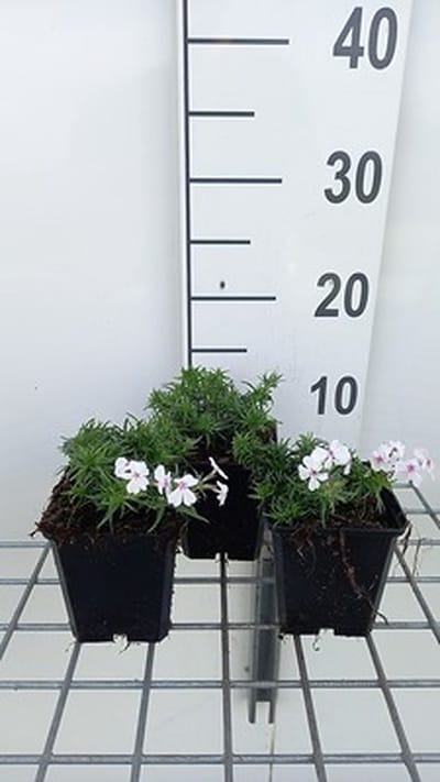 6x Vlambloem - Phlox (s) 'Amazing Grace' | 9x9 cm pot