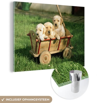 ® Glasschilderij 160x120 cm - Schilderij acrylglas - Drie schattige Golden Retriever puppy's in een kar - Foto op glas - Muurdecoratie woonkamer - Wanddecoratie slaapkamer - Schilderijen