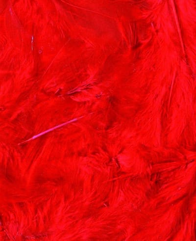 Artemio Pluimen 3 Gr Rood