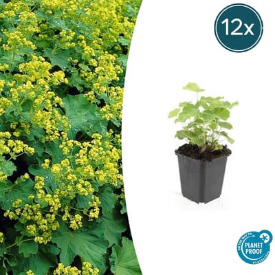 Tuinplantenshop.com | Alchemilla mollis | 12 stuks - Ø9cm - 10-25cm hoog - Tuinplant