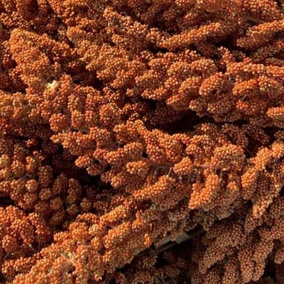 Oswalt Rode Trosgierst - 1KG - Vogelsnack - Vogelvoer