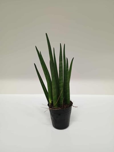 Trendyplants - Sansevieria Cylindrica 'Bacularis' Mikado - Kamerplant - Hoogte 25-45 cm - Potmaat Ø10,5cm