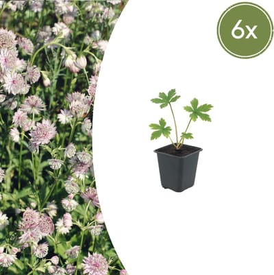 Tuinplantenshop.com | Astrantia major | 6 stuks - Ø9cm - 10-25cm hoog - Tuinplant