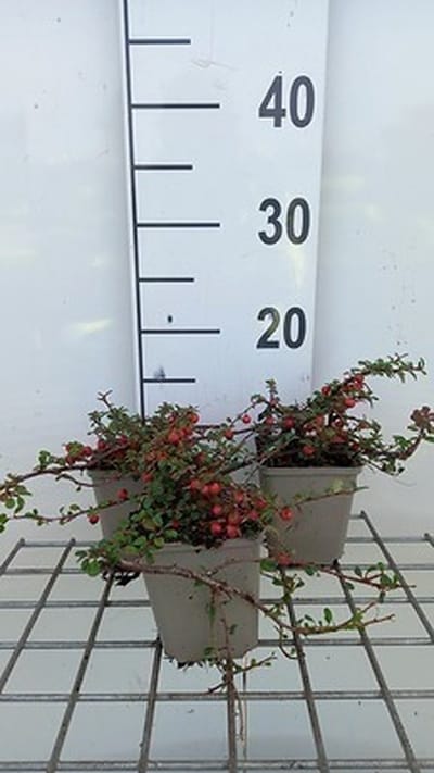 12x Dwergmispel 'Streib's Findling' - Cotoneaster proc. 'Streib's Findling' | 9x9 cm pot