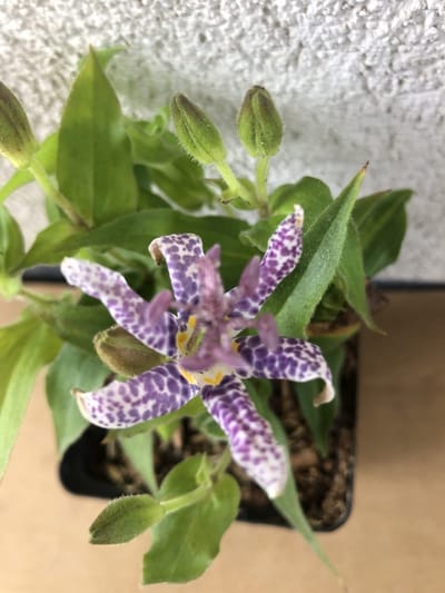 6x Paddenlelie, armeluisorchidee - Tricyrtis hirta | 9x9 cm pot