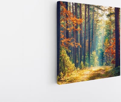 Saammp Canvas Schilderij -Bos - Zonlicht - Herfst - Landschap - Natuur - 20x20 - Foto op canvas - Wanddecoratie - Muurdecoratie Woonkamer - Slaapkamer decoratie - Canvas Print