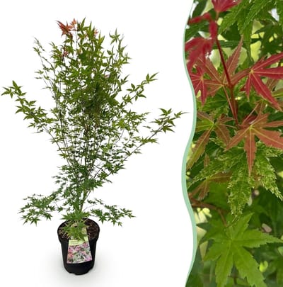 Green boutiQ - Tuinplant - Acer palmatum Phoenix - Japanse Esdoorn - Bladverliezend - Groen - Rood - 1 - Pot 26cm - Hoogte 90cm