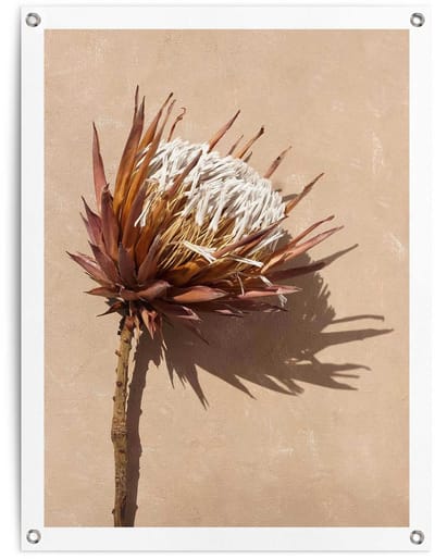 Tuinposter Schaduw bloem - 80 x 60 - Canvas - REINDERS