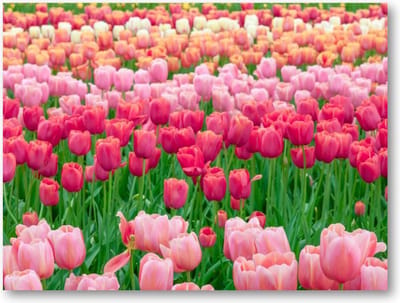 Tulpenveld in Nederland - 40x30 Canvas Liggend - Landschap - Natuur - Bloemen