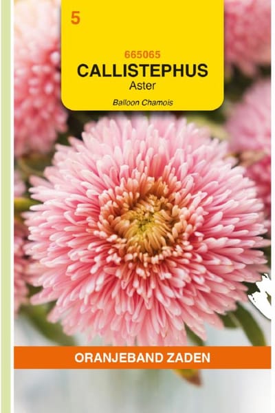 Oranjeband Zaden - Aster Balloon Chamois (Callistephus chinensis)