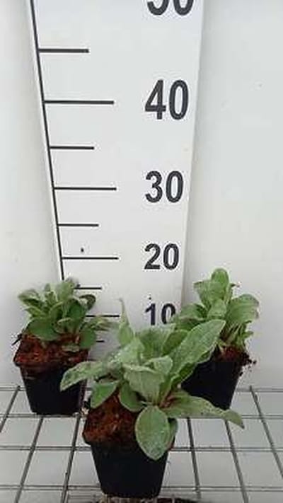 6x Koekoeksbloem - Lychnis coronaria | 9x9 cm pot