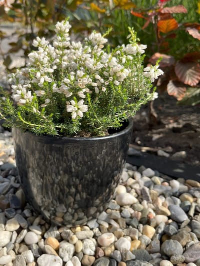Dopheide Wit - 10 Stuks - Erica cinerea 'Alba Major' - P9.5 - Plant - Tuinplant - Heide