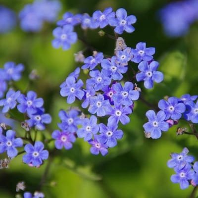 6x Brunnera macrophylla 'Hadspen Cream' Pot 9x9cm - Prachtige bladplant voor in de tuin