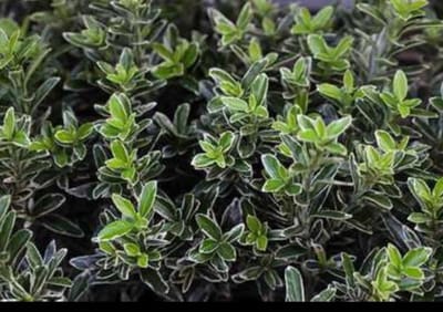 Euonymus japonicus - Japanse Kardinaalshoed 60- 80 cm in pot
