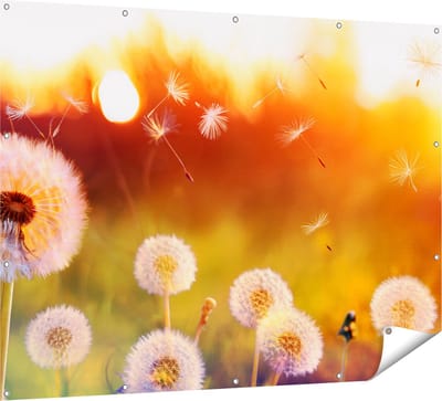 Gards Tuinposter Paardenbloemen tijdens Zonsondergang - 160x120 cm - Tuindoek - Tuindecoratie - Wanddecoratie buiten - Tuinschilderij