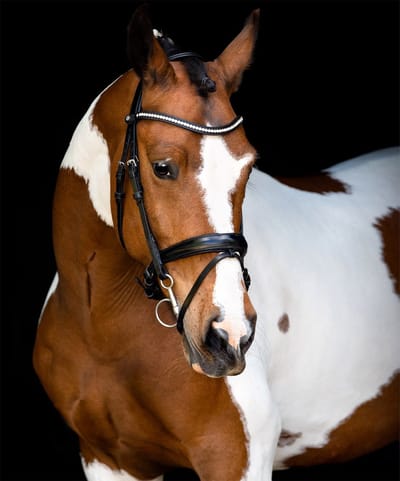 Montar Hoofdstel Montar Fair Zwart