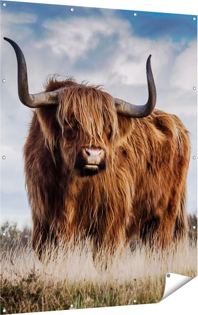 Gards Tuinposter Schotse Hooglander Koe - Kleur - 120x160 cm - Tuindoek - Tuindecoratie - Wanddecoratie buiten - Tuinschilderij