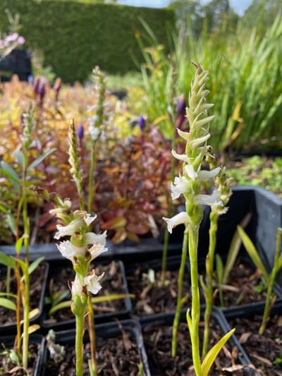 6 x Spiranthes 'Chadd's Ford' - Herfstschroeforchidee - P9 Pot (9 x 9cm) - Dima Vaste Planten