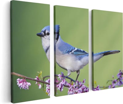 Artaza Canvas Schilderij Drieluik Blauwe Gaai Vogel Op Een Tak - Kleur - 120x80 - Foto Op Canvas - Canvas Print