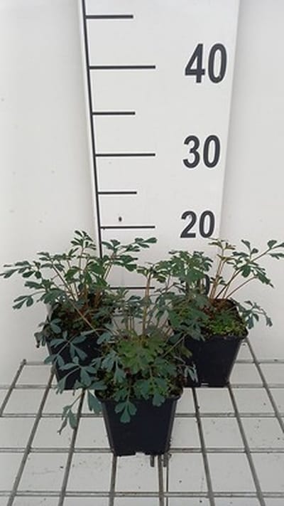 6x Corydalis - Corydalis hybr. 'Porcelain Blue' | 9x9 cm pot