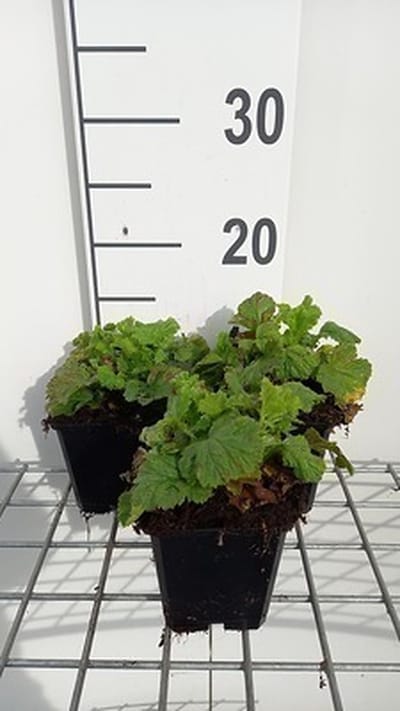 6x Nagelkruid - Geum riv. 'Leonard's Variety' | 9x9 cm pot