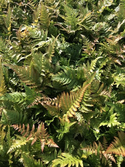 6x Rode sluiervaren, herfstvaren - Dryopteris erythrosora | 9x9 cm pot