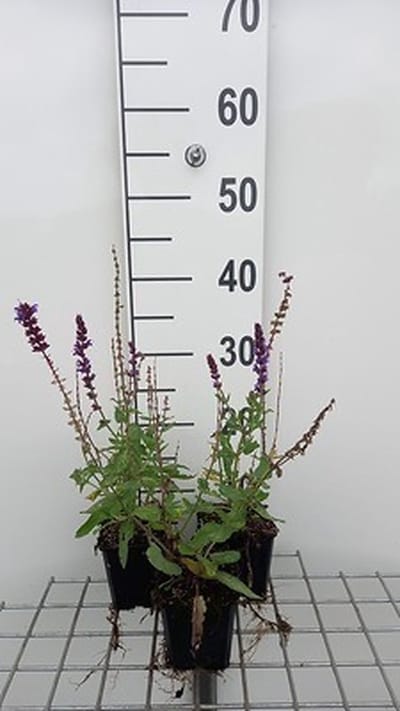 6x Struiksalie - Salvia nem. 'Lubeca' | 9x9 cm pot