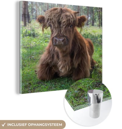MuchoWow® Glasschilderij 50x50 cm - Schilderij acrylglas - Schotse Hooglander - Pad - Dieren - Foto op glas - Schilderijen