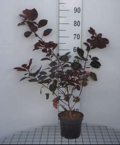 2 x Cotinus dummeri 'Grace' - Pruikenboom 40- 60 cm in pot