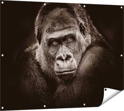 Gards Tuinposter Gorilla - Zwart Wit - 120x90 cm - Tuindoek - Tuindecoratie - Wanddecoratie buiten - Tuinschilderij