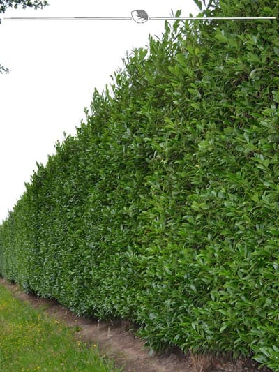 Laurier Prunus Caucasica 40-60 cm in Pot, 10x Haagplant