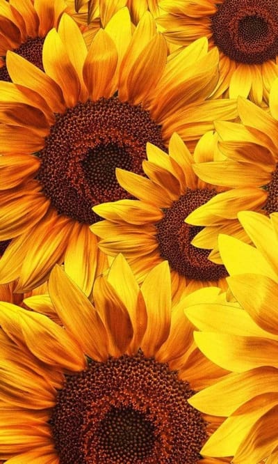 Fotobehang - Helianthus 150x250cm - Vliesbehang