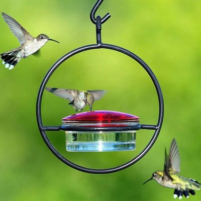 Vogelvoeder - Kolibrievoeder - Vogelvoeder - Watervoeder - Hangend model - Vogelbenodigdheden - Geschikt voor buiten - Tuin - Vogels voeren - Zwart - 15*6 cm - Voerbak 6 cm