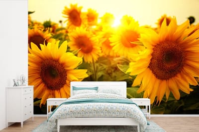 Behang - Fotobehang Zonnebloem - Geel - Bloemen - Zon - Breedte 525 cm x hoogte 350 cm