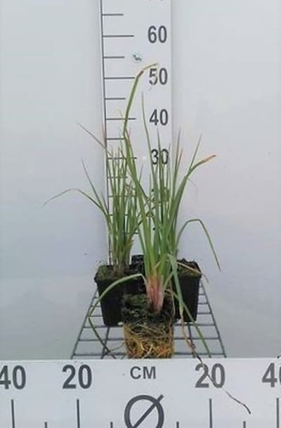 6x Vuurpijl - Kniphofia hybr. 'Royal Castle' | 9x9 cm pot