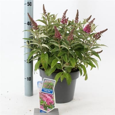 Plants Online BV - Planten - Tuinplanten - Heesters - Set van 1 - Buddleja d. B. Candy Little Pink