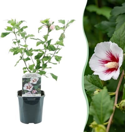 Plantenboetiek.nl | Hibiscus syriacus Hamabo - Bloem Licht roze - Bladverliezend - Weinig Onderhoud - Ø18cm - 35-45cm hoog - Tuinplant