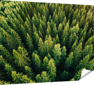 Gards Tuinposter Bos met Bomen vanaf Boven - 160x120 cm - Tuindoek - Tuindecoratie - Wanddecoratie buiten - Tuinschilderij