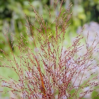 Plants Online BV - Planten - Tuinplanten - Siergrassen - Set van 1 - Vingergras 'Squaw'