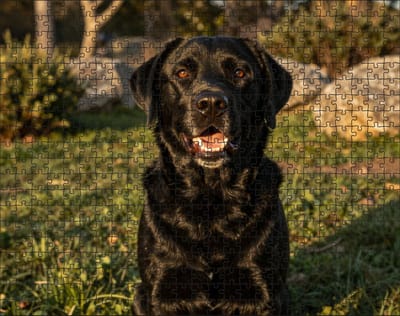 Puzzel Zwarte Labrador Retriever | 500 stukjes | Dierenpuzzel | Hondenpuzzel